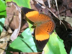 Cirrochroa orissa