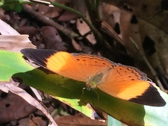 Cirrochroa orissa