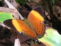 Cirrochroa orissa