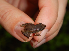 Adenomera hylaedactyla