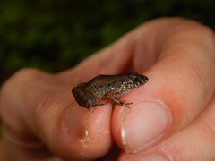 Adenomera hylaedactyla