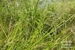 Eleocharis dulcis