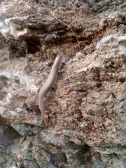 Eutropis macularia