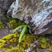 Lepisorus contortus - Photo (c) lecanorchis,  זכויות יוצרים חלקיות (CC BY-NC)