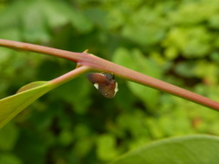 Membracis foliatafasciata