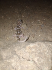 Hemidactylus sahgali