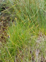 Carex pauciflora