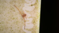 Ebo latithorax