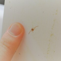Ebo latithorax