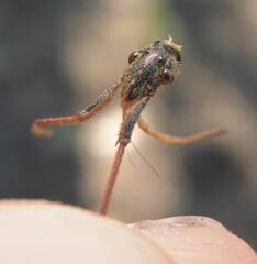 Rhynocoris erythropus