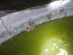 Pseudophilautus amboli