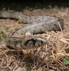 Ladder Snake photo 5