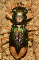 Grammognatha euphratica