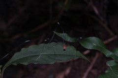 Pseudogagrella splendens