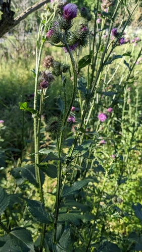 bodliak lopúchovitý (Carduus personata)