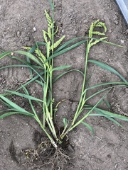 Echinochloa crus-galli