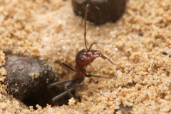 Iridomyrmex discors