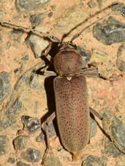 Hesperophanes sericeus