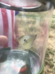 Pieris rapae