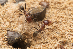 Iridomyrmex discors
