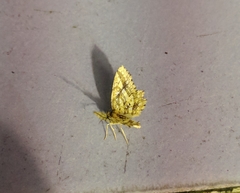 Fritillerinnys clathraria