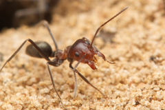 Iridomyrmex discors