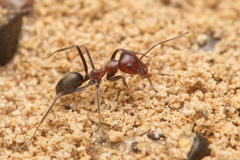 Iridomyrmex discors