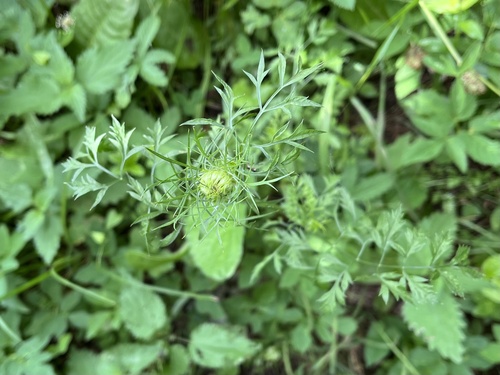 mrkva (Daucus)