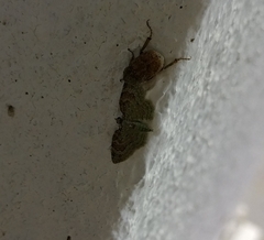 Axinoptera ruficosta