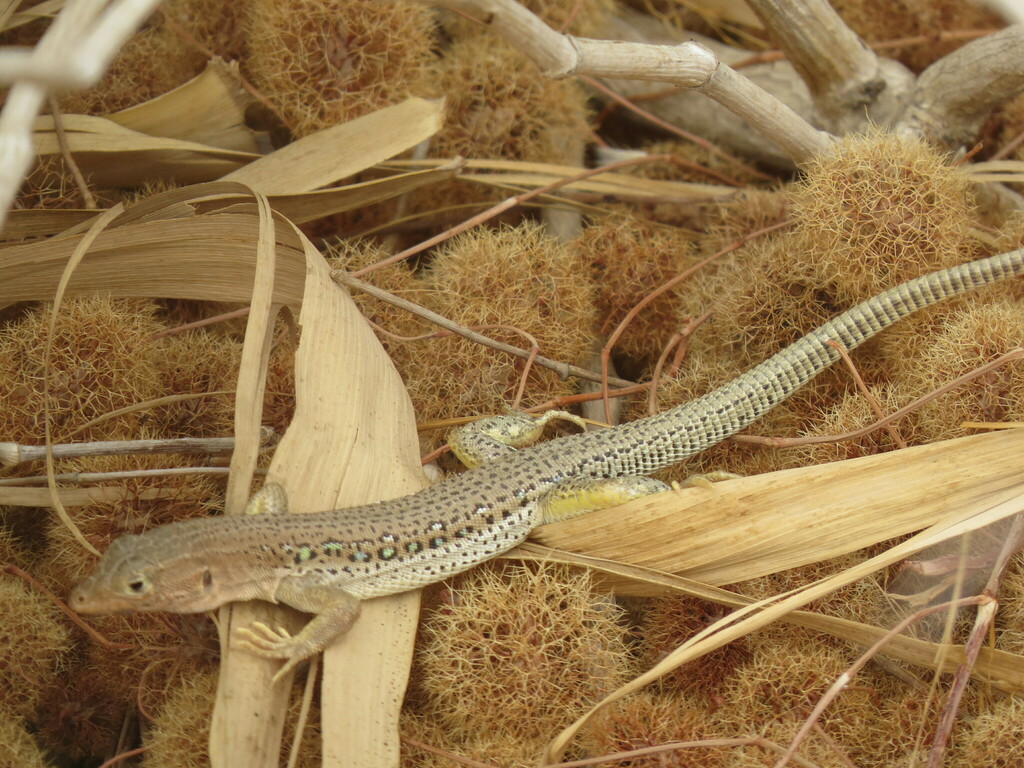 Central Asian Racerunner