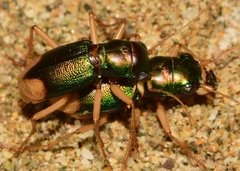 Grammognatha euphratica