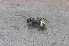Polyrhachis erato