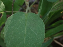 Croton rivularis