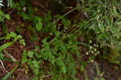 Pimpinella niitakayamensis