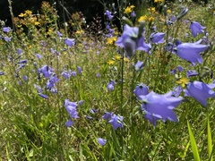 Campanula rotundifolia