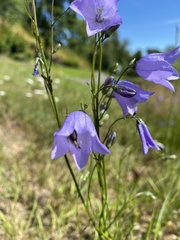 Campanula rotundifolia