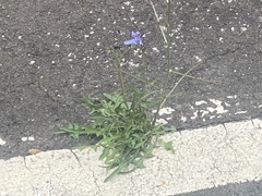 Cichorium intybus intybus