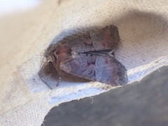 Mesoligia literosa