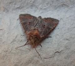 Mesoligia literosa