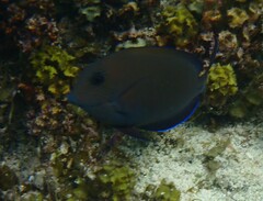 Ctenochaetus cyanocheilus