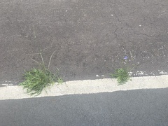 Cichorium intybus intybus