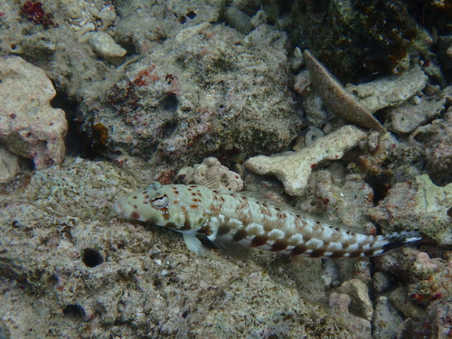 Black dotted sandperch (Parapercis millepunctata) — Pinguipedidae