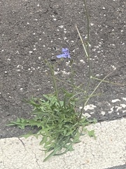 Cichorium intybus intybus