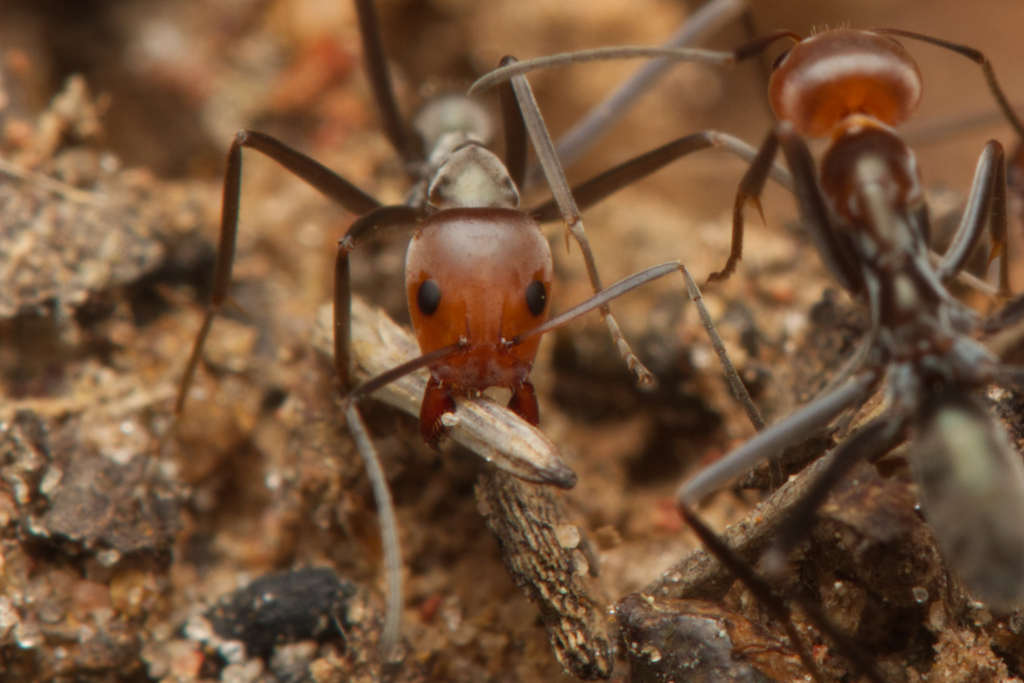 Meat Ants