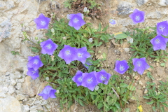 Campanula carpatica
