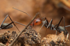 Iridomyrmex rubriceps
