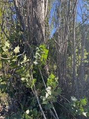 Populus