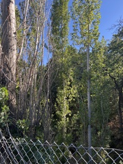 Populus