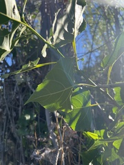 Populus