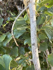 Populus